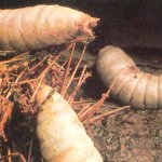 Giant Maggots