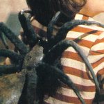 Giant Spiders