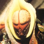 Vervoids